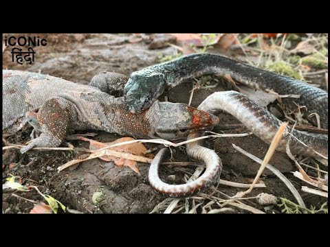 इस लड़ाई में कौन जीतेगा? | Black Cobra and Monitor Lizard Fighting in the Forest