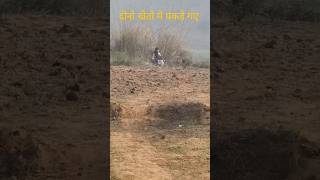😳😳آج دونوں کھیتوں میں پکڑے گئے۔🫣🫣 #2025  #viralvideo #shorts #tranding