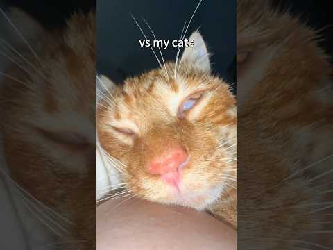 But no matter what do you do, you’re always my only true love #animal #cat #funny #pets #kitten