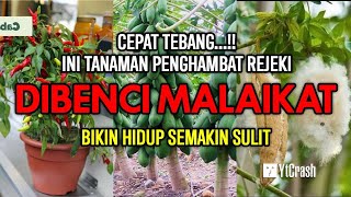 PANTES MISKIN DIBENCI MALAIKAT MIKAIL, 10 TANAMAN YANG MALAH MENGHAMBAT REJEKI DALAM ISLAM