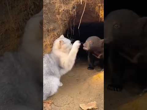 Cat vs Bear Cub… Big Bear YEETS Him Into the Pond 🐻💦
