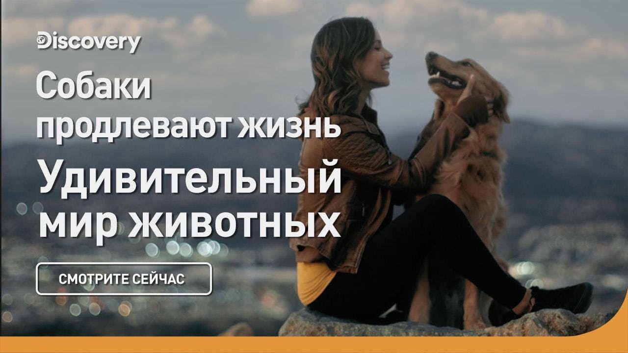 Собаки продлевают жизнь Удивительный мир животных