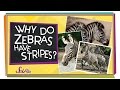 Zebra Stripes: Functions and Facts