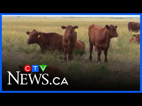 YouTube video thumbnail: Alberta Beef Producers Says It Will Split From Canadian Cattle Association