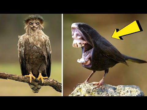 ১০ টি অদ্ভুত পাখি। যা দেখার জন্যও কপাল লাগে ! আপনিও দেখে নিন most amazing Bird in the world