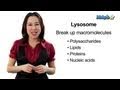 Exploring the Role of Lysosomes in Cell Function