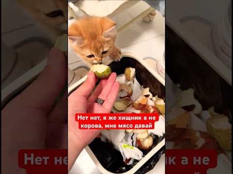 Он такой нет нет, я же хищник а не корова, мне мясо давай