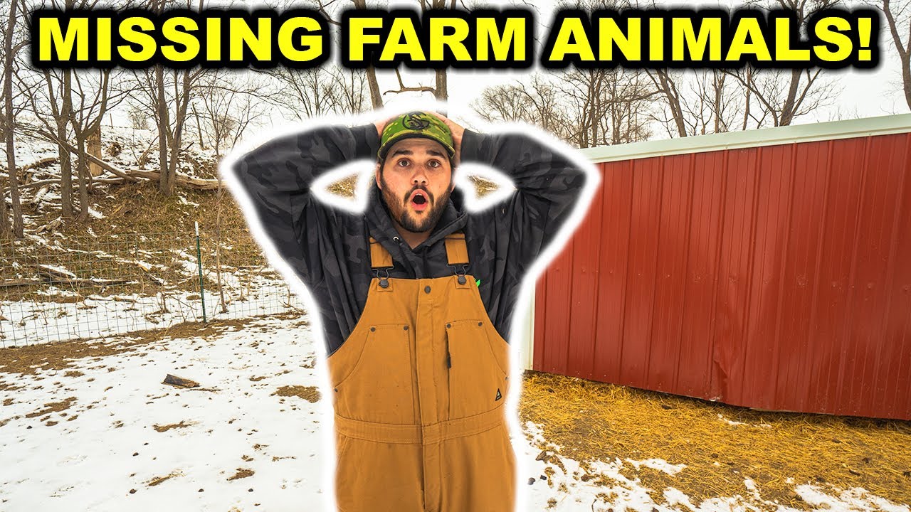 My BACKYARD FARM Animals are MISSING! (Predator? Stolen? Blinded By The Light)