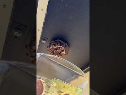 Why do people remove wasp nests? #shorts