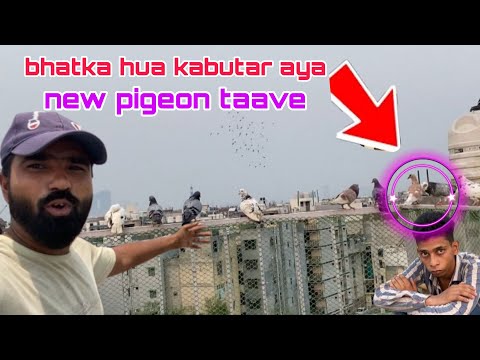 Lal pattha akar betha chat pr bhatka hua 🤪 Delhi pigeon lover