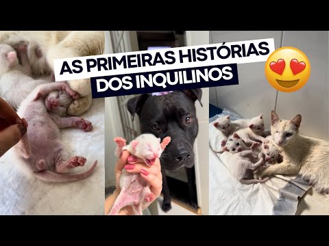 COMPILADO: primeiro mês dos gatos branquelos na minha casa sua vida 🤩