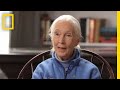 Jane Goodall's Journey into the World of Chimpanzees