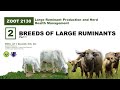 Cattle Breeds and Characteristics