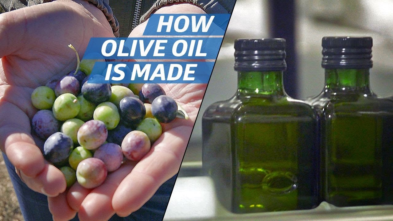 How Olive Oil Is Farmed and Processed at the Country's Biggest Producer How to Make It