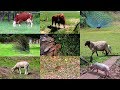 Animal Mentions in Video