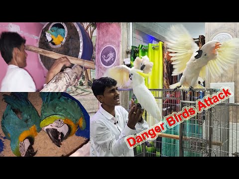 Most Dangerous Birds Attack / Surprising Big Birds Parrots Breeding Progress & Tips.