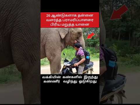 நன்றி மறவாத யானை❤️🙏🏻 #shorts #elephant #TREND
