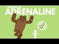 Adrenaline Rush and Human Response