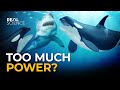 Orca: The Apex Predator