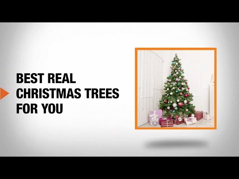 Best Real Christmas Trees for You