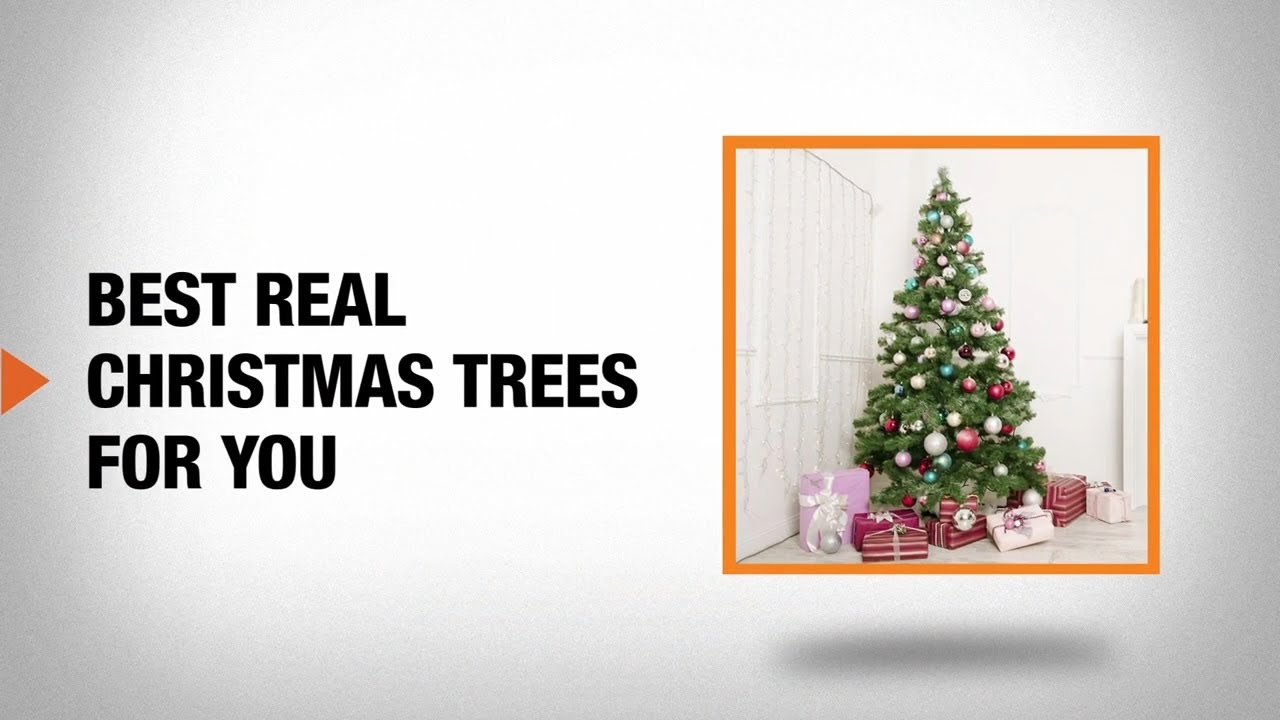 Real Christmas Trees Buying Guide
