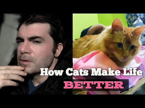 Owning A Cat Can Have Many Benefits || बिल्ली पालने के कई फायदे हो सकते हैं