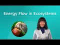 Energy Flow Dynamics in Ecosystems