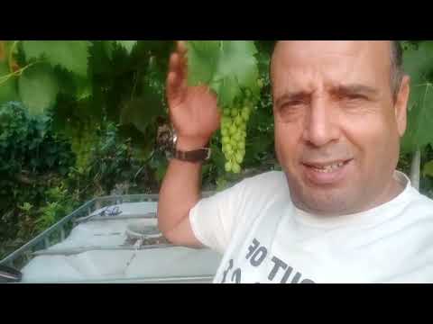 عاجيل أجي تشوف لمفاجاء لمعامن تلقيت في اسبانية   وعرض عليا نخدم معاه ويصاوب ليا لوراق ربي كبير