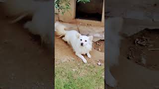 Spitz Moods  #pets #doglover #japanesespitz #spitzlove