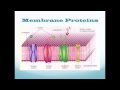 Cell Organelles and Their Functions