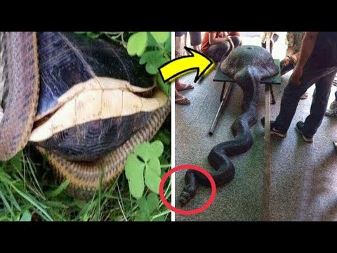 ماذا اكلت هذه الأفعى الضخمة كي تموت على الفور.. لا يصدق...!!!