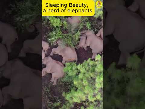 🐘யானைகள் தூங்குறதைப் பார்த்திருக்கீங்களா?🐘 | elephant sleeping video | வாலு டிவி | vaalu tv | யானை
