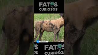 CROCODILO ATACA MABECOS #animais