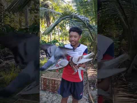 merpati bocil los dorrr #merpati