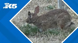 "Horned rabbit" spotted in Seattle