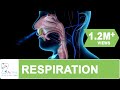 Respiratory System Functions and Structures
