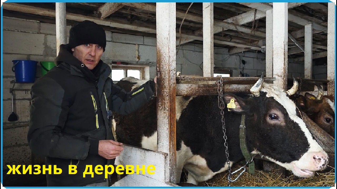 Важный этап пройден, все коровы отелились, жизнь в деревне