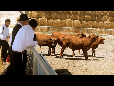 Mystery of the Red Heifer | Mondo Gonzales | Deep Believer