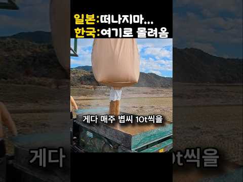 검은 수도승 떼가 일본 버리고 한국으로… AI 위험 피해 피난 온 흑두루미의 충격 실화 ㄷㄷ