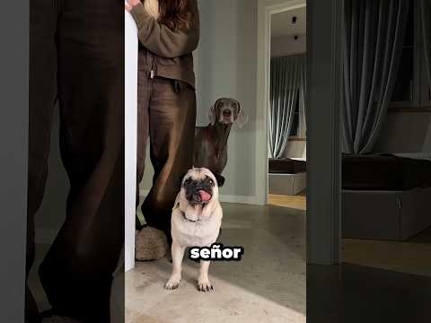 "Cuando la pintura de Sonu y Monu cobró vida y habló" #shortvideo