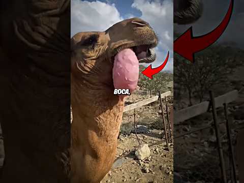 ¿Qué es eso en la boca del camello? 😨