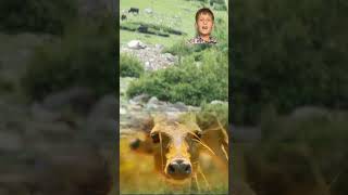 Bengal Tigers Best Wild Life Documentary Ever Recorded In  Camera