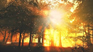 Relaxing Ambience Music - Misty Forest