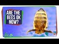 Understanding Colony Collapse Disorder