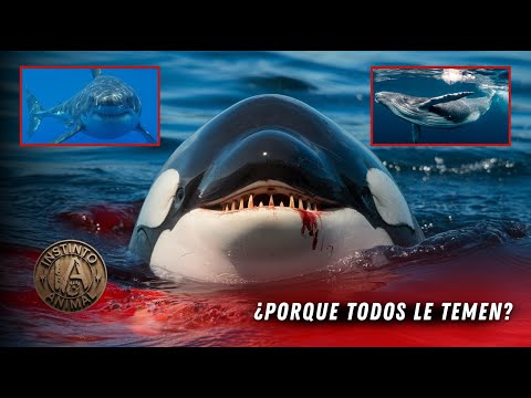 ¿¡Por Que NADIE Se Mete Con Las ORCAS?! - Los Depredadores Supremos del Océano