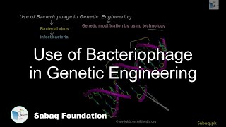Use of Bacteriophage in Genetic Engineering