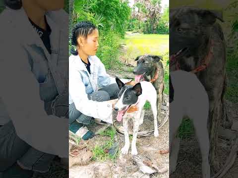 Bring a dog to breed a new breed.