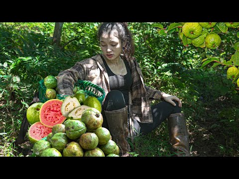 Harvesting 10 year old wild guava trees: Build a bamboo bathroom and take a bath: Ms yang