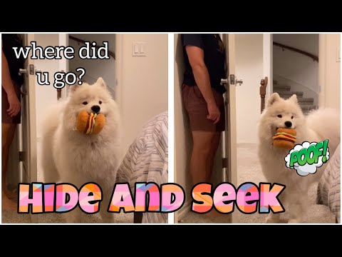 Playing hide and seek with my dog