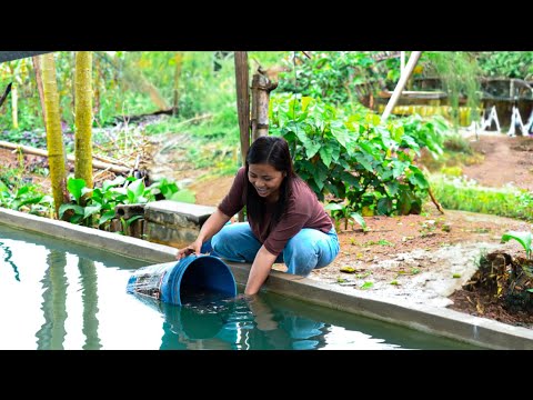 SU-TO-KIL | Finally! Releasing Tilapia Fingerlings into my new pond | Indai Allyn